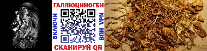 купить наркоту Елизово Галлюциногенные грибы Psilocybine cubensis